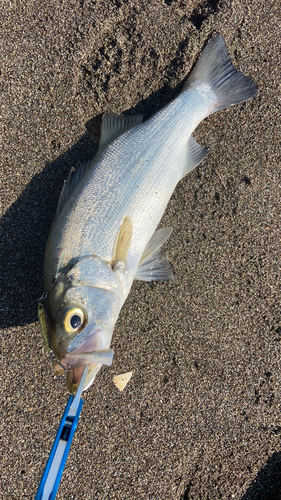 フッコ（マルスズキ）の釣果