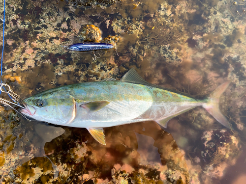 ワラサの釣果