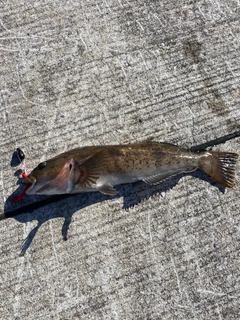 アイナメの釣果