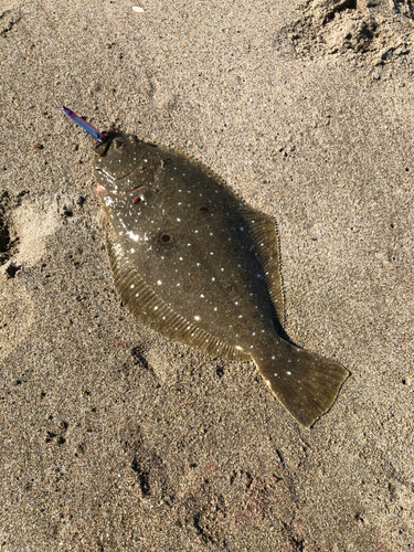 ヒラメの釣果