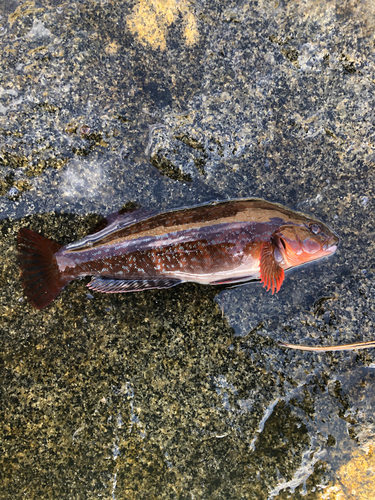 アイナメの釣果