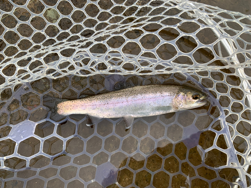 ニジマスの釣果