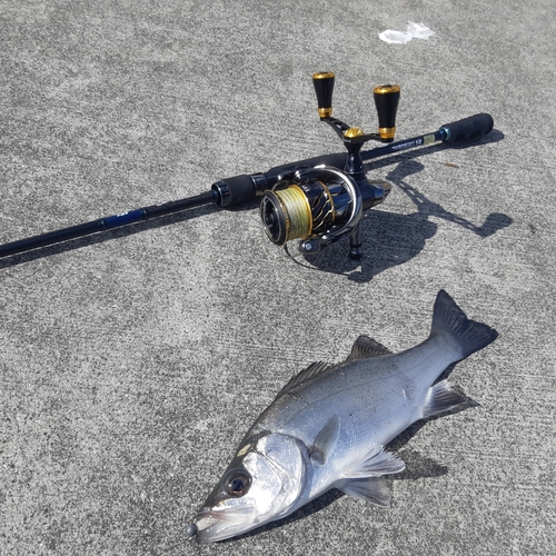 ヒラスズキの釣果