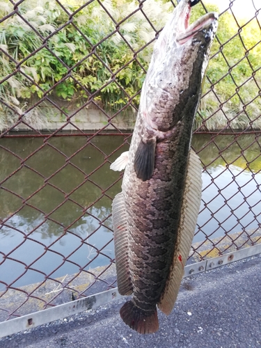 ライギョの釣果