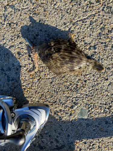 カワハギの釣果