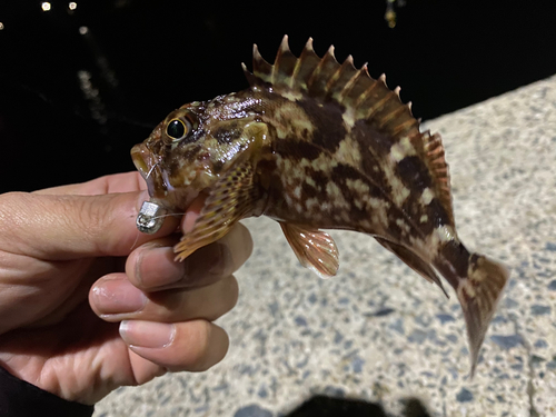 アラカブの釣果