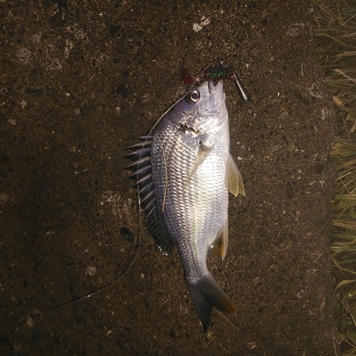 キビレの釣果