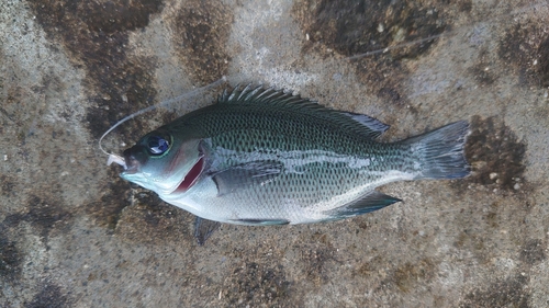 メジナの釣果