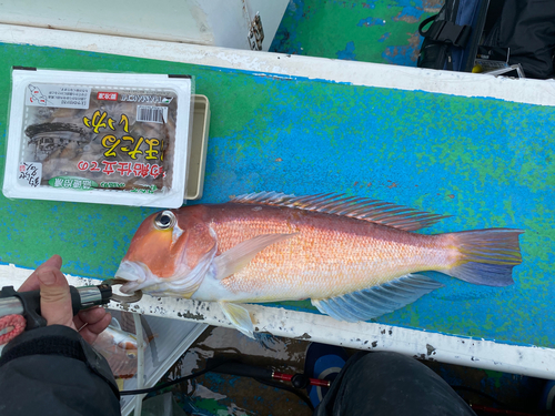 アマダイの釣果