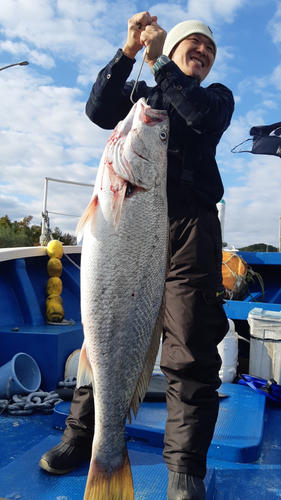 オオニベの釣果