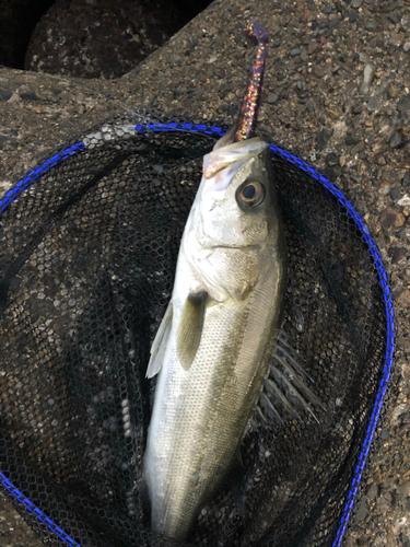 スズキの釣果