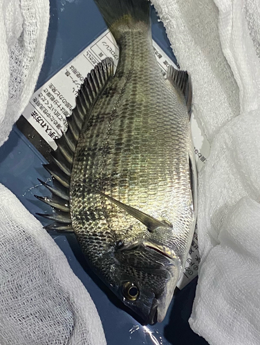 クロダイの釣果