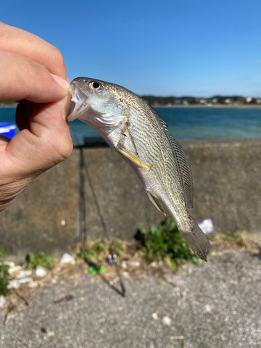 イシモチの釣果