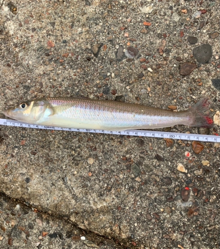 キスの釣果