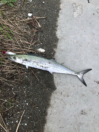 サゴシの釣果