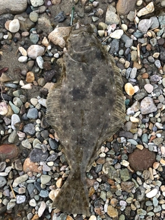 ヒラメの釣果
