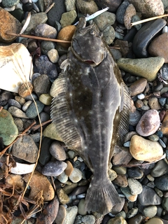 ヒラメの釣果
