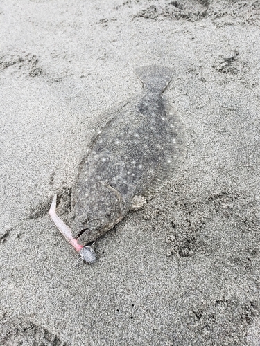 ソゲの釣果