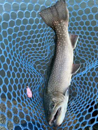 イワナの釣果