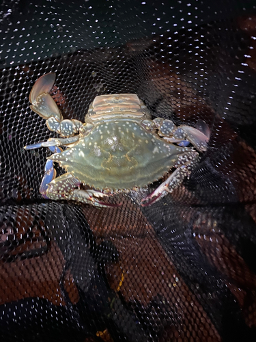 ワタリガニの釣果