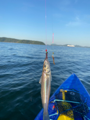 キスの釣果