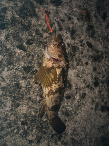 タケノコメバルの釣果