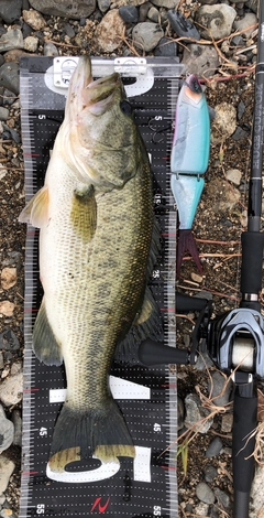 ブラックバスの釣果