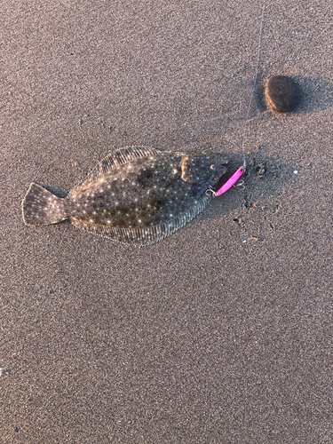 ソゲの釣果