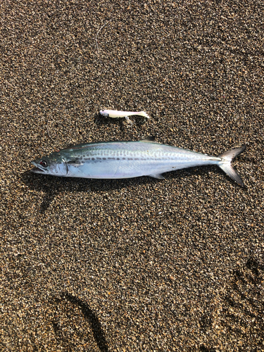 サゴシの釣果