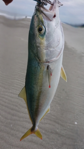 イナダの釣果