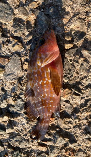 アコウの釣果