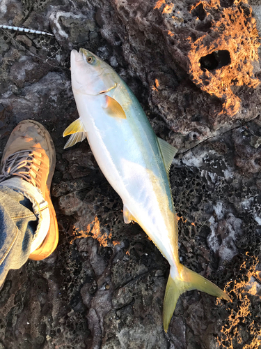 メジロの釣果