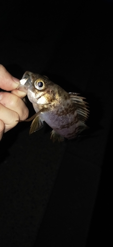 シロメバルの釣果