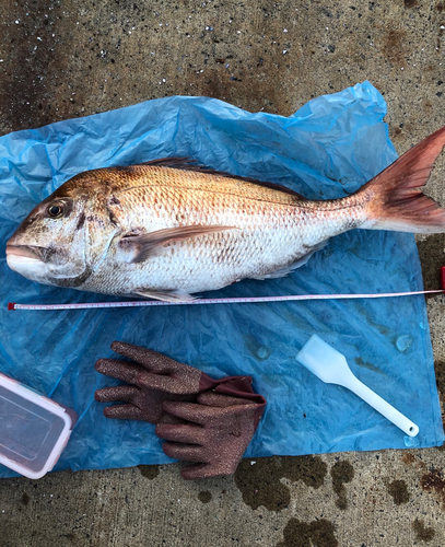 タイの釣果