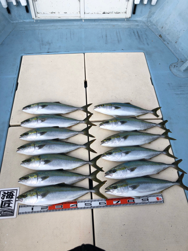 ハマチの釣果