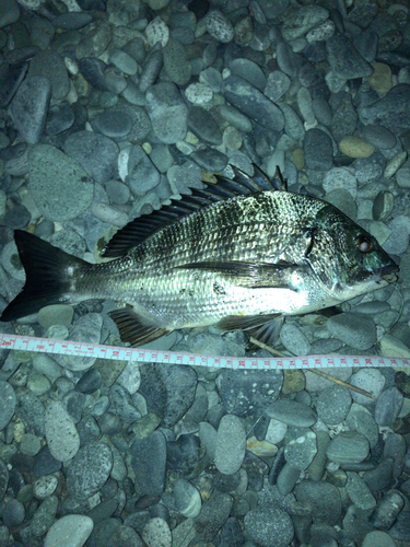 クロダイの釣果