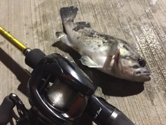 クロソイの釣果