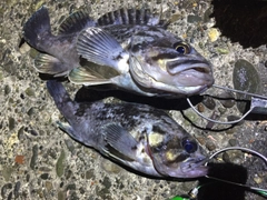 クロソイの釣果