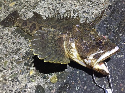 トウベツカジカの釣果