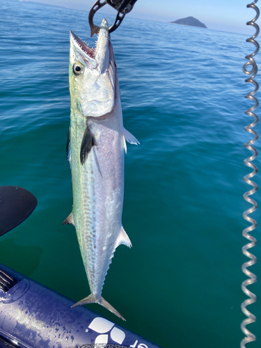 サゴシの釣果