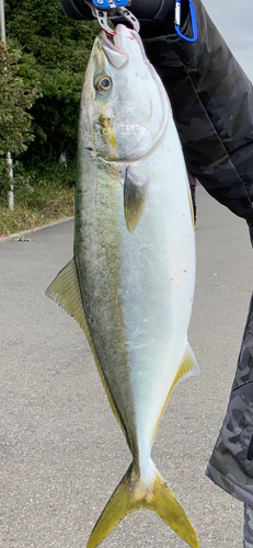 イナダの釣果