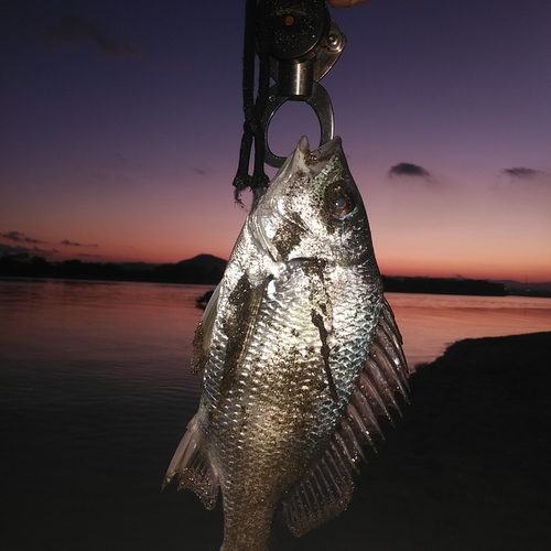 キビレの釣果