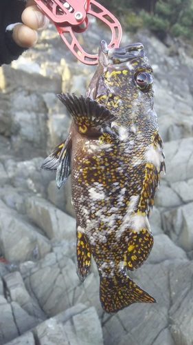 ムラソイの釣果