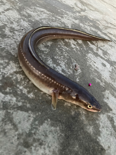 アナゴの釣果