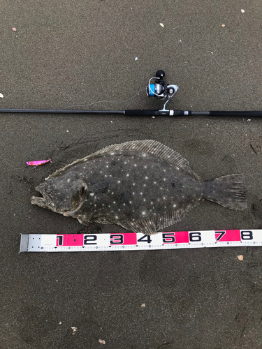 ヒラメの釣果