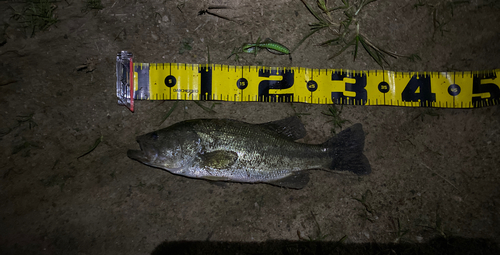 ブラックバスの釣果