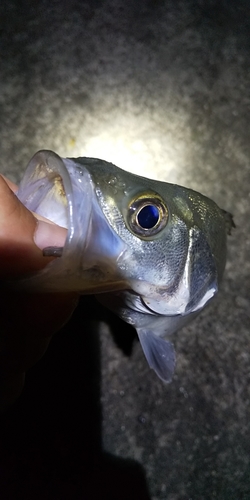 セイゴ（ヒラスズキ）の釣果