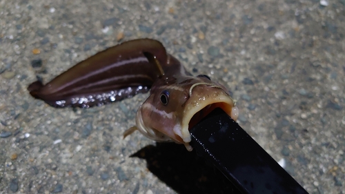 ゴンズイの釣果