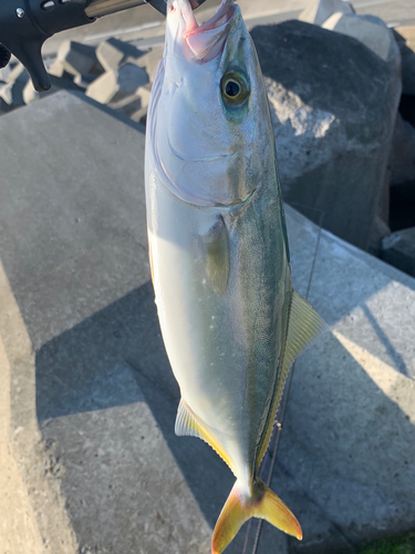 ワカシの釣果