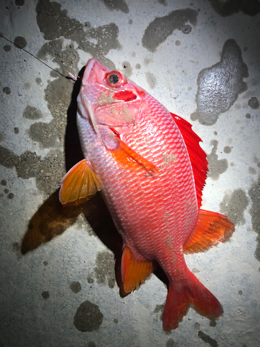 トガリエビスの釣果